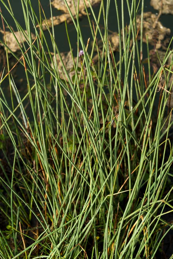 Giunco? si, Juncus inflexus